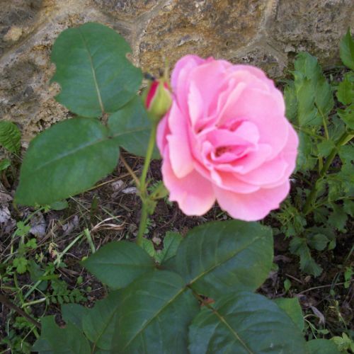 Une rose a éclos en l'honneur de notre repas.