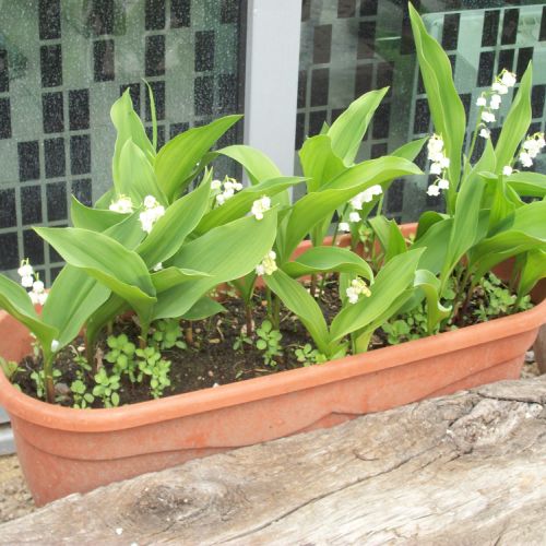 Après la neige, le muguet du mois de Mai, chouchouté par Jacky.