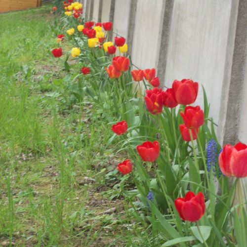 Et bien sûr, les tulipes fleurissent aussi.