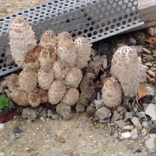 Excellent d'après Isabelle, à cuisiner avec un peu de vinaigre.